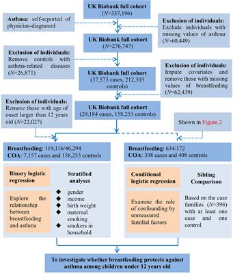 Investigating the influence of breastfeeding on asthma in children under 12 years old in the UK Biobank